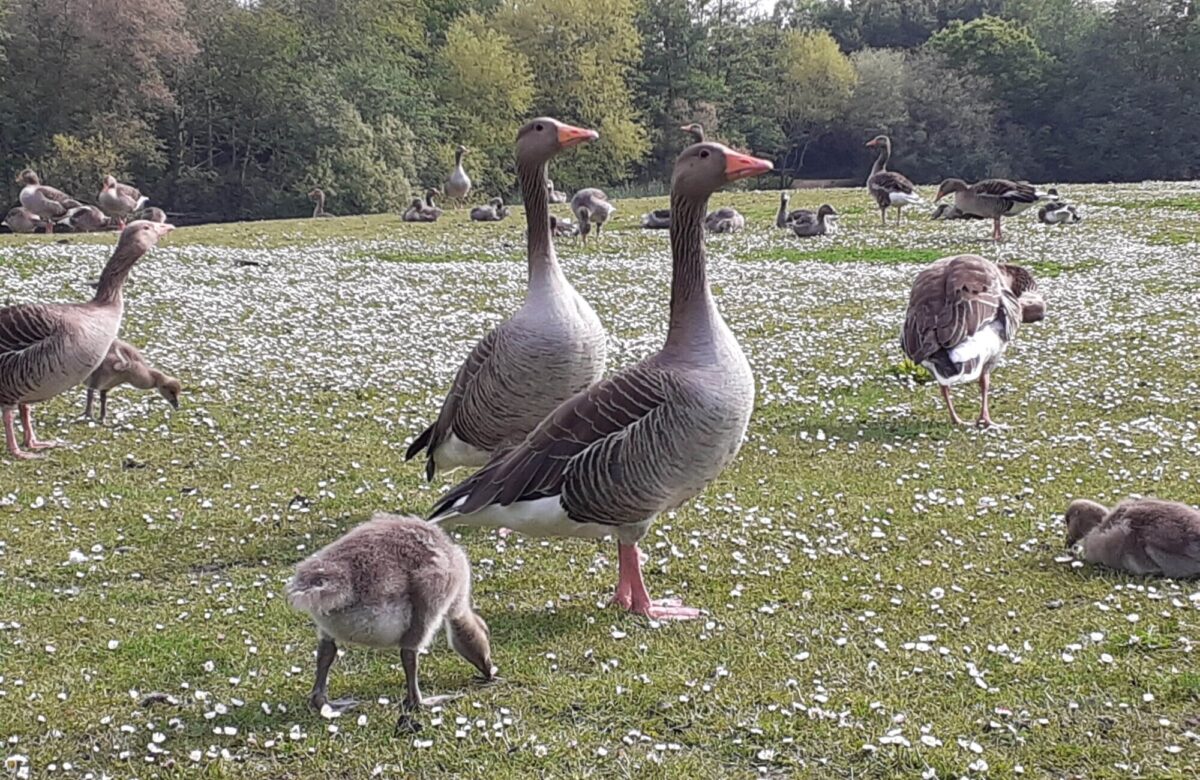 Geese and goslings june21 2