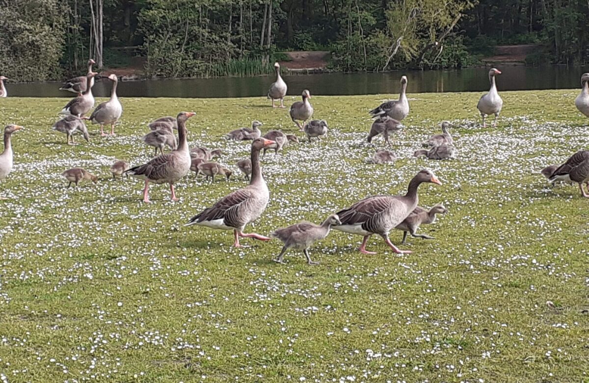 Geese and goslings june21