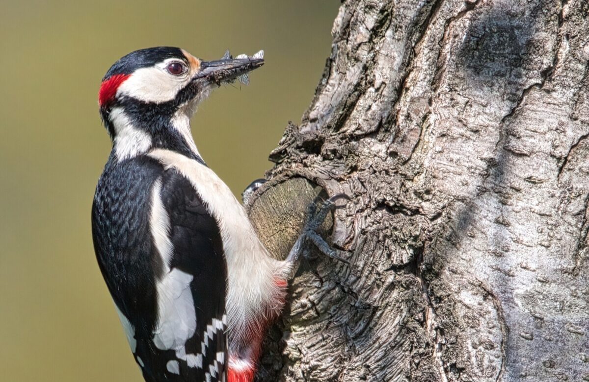 Great spotted woodpecker 7167422