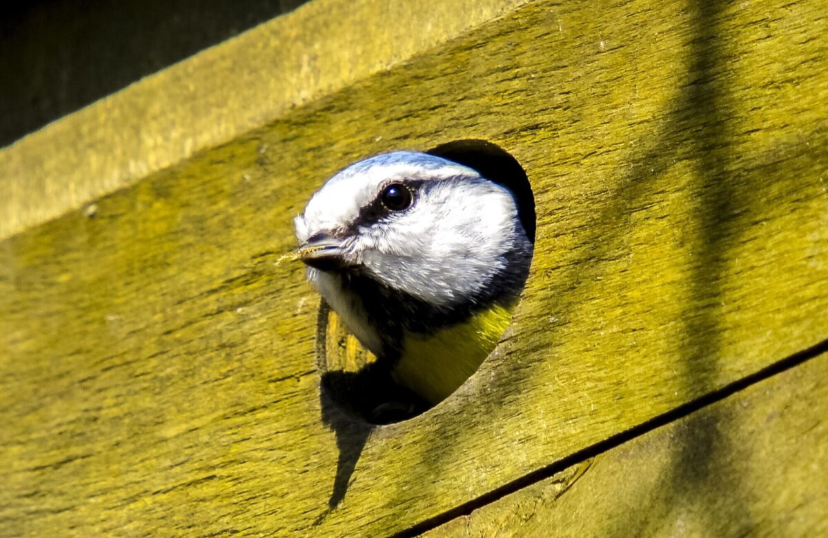 Kathy buscher blue tit 2392215