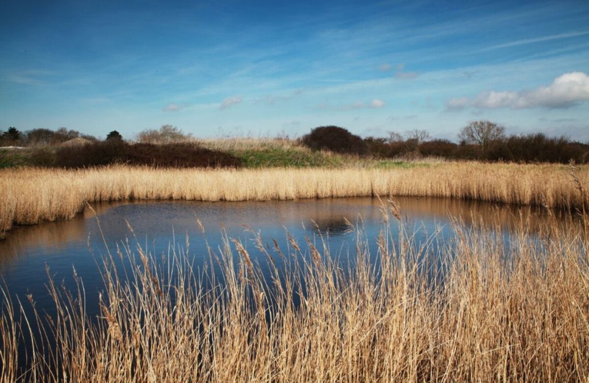 A marsh surrounded by long grass