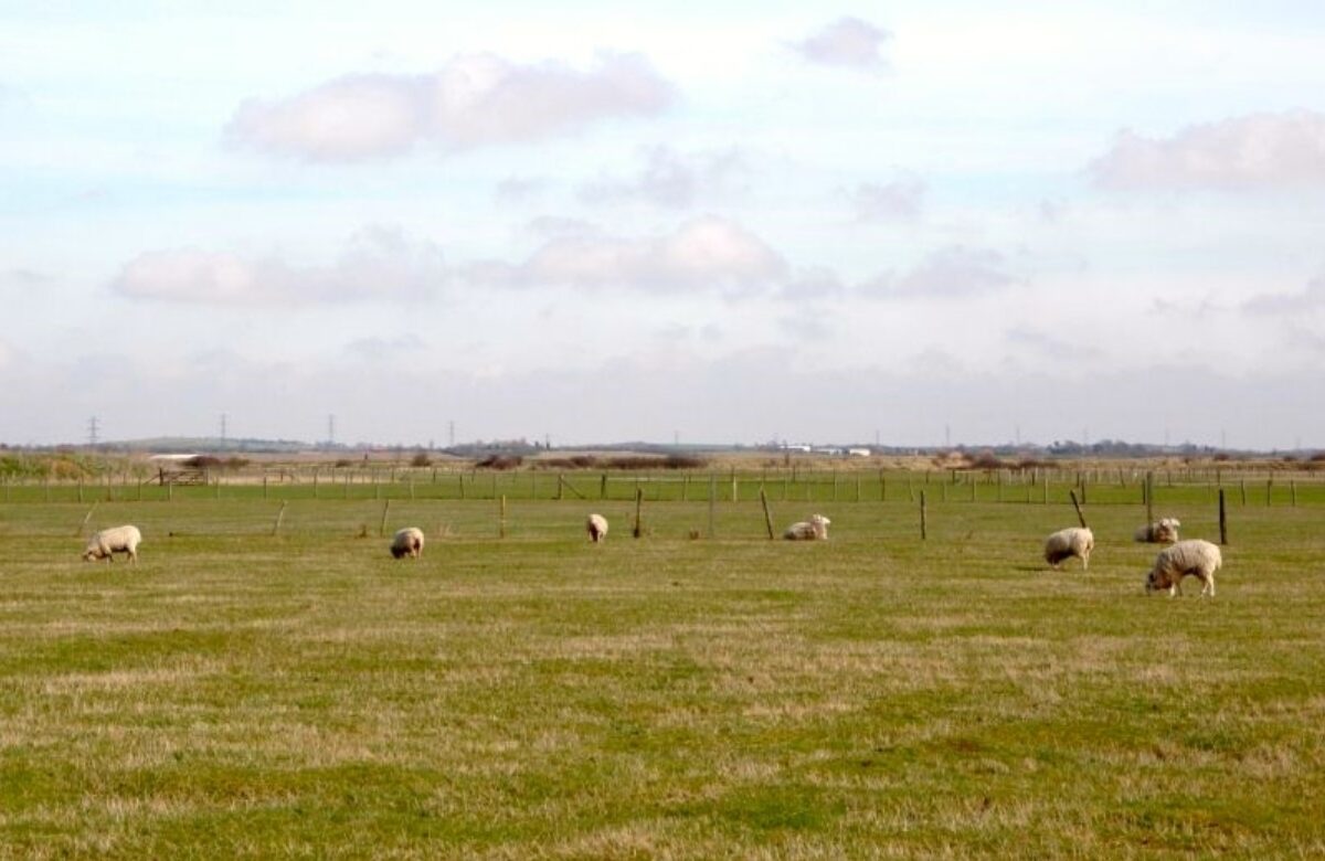 A field of grazing sheep on a cloudy day
