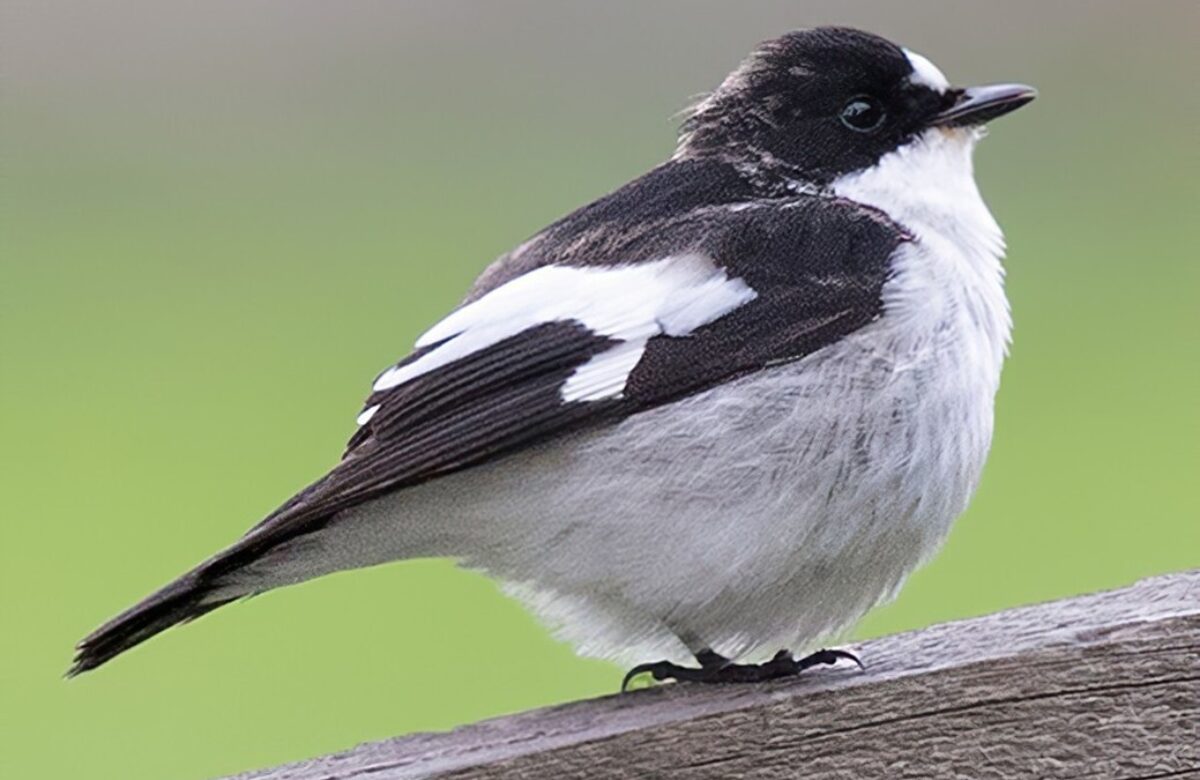 Pied flycatcher