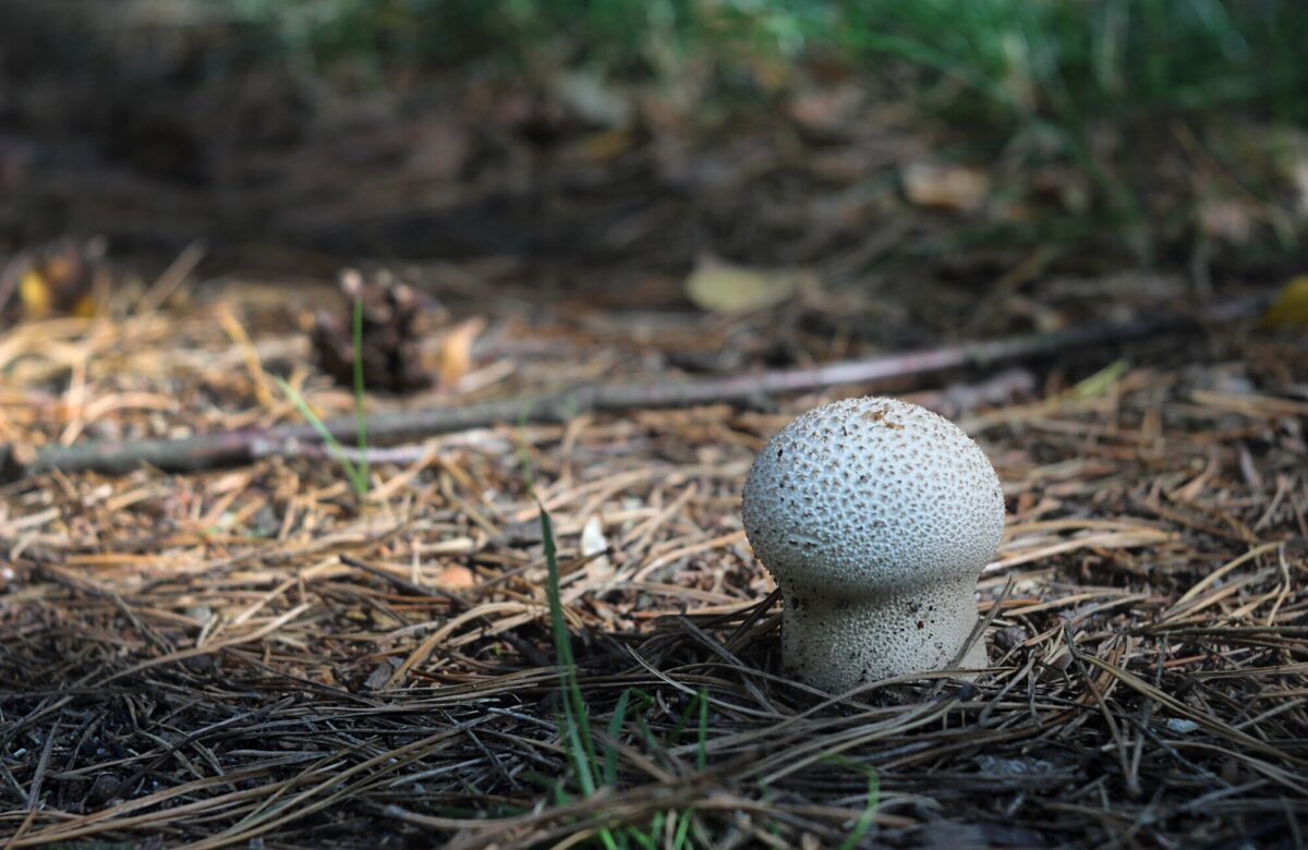 Puffball