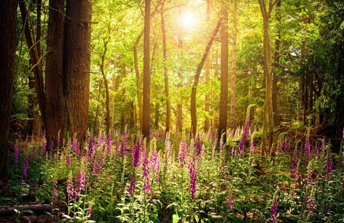 Shutterstock 2070536411