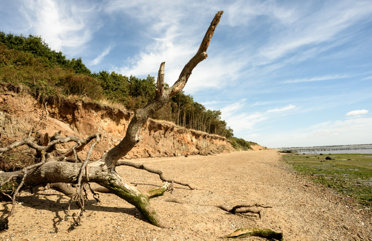 Driftwood on a beach during the day