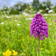 6 fabulous flower walks at Essex Country Parks