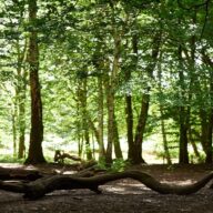 Thorndon: Improving our woodland with coppicing