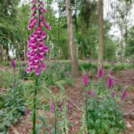 Visit the fabulous foxgloves making a comeback at Weald Country Park