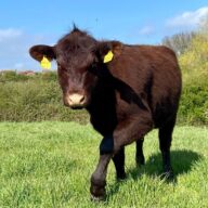 Meet the animals helping to look after our country parks