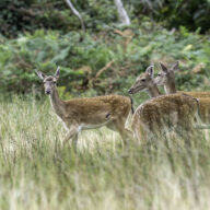 Managing deer within Essex Country parks
