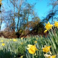 3 spring flower walks to awaken the senses