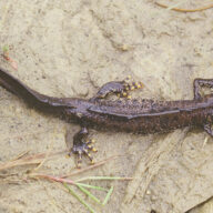 Amazing amphibians and reptiles at Essex Country Parks
