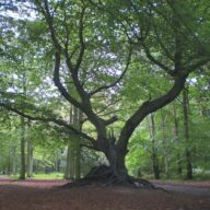 Celebrate 4 tremendous trees at Essex Country Parks