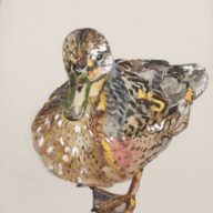 Explore Essex and ACL Essex Park Art Competition