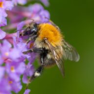 Creating a buzz for World Bee Day at Essex County Parks