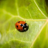 How to attract insects to your garden