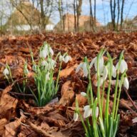 4 Best Essex Snowdrop Strolls