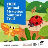 Animal Mysteries Summer Trail at Belhus Woods Country Park