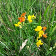 Take a Wonderful Wildflower Walk in Essex