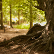 Thorndon: Woodland Ride Improvement works