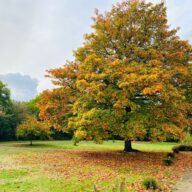 We're celebrating National Tree Week