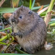 Wonderful wildlife works at Essex Country Parks
