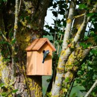 Build a nesting box