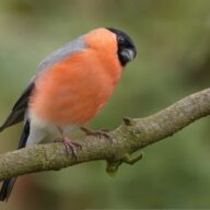 Get birdwatching in 2026