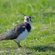 Birdlore Children's Workshop at Cudmore Grove