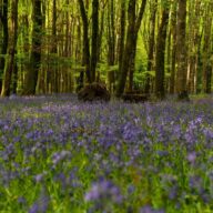 Four Best Bluebell Spots at the Essex Country Parks