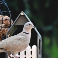 Build a bird feeder
