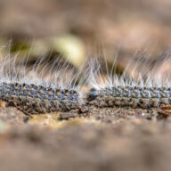Be Aware: Oak Processionary Moth