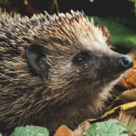 Make Your Garden Hedgehog Friendly