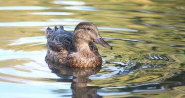 A duck in a lake