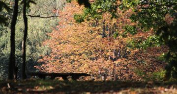 Danbury country park trees