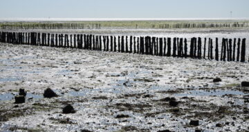 A muddy beach at low tide