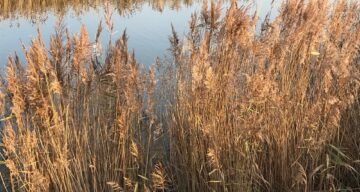 Autumn reed beds at Marsh Farm