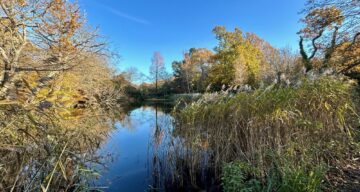 Autumn winter at the fishing lake Danbury Nov 23