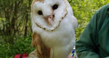 Barn Owl ringed at Belhus Woods
