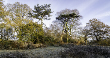 Bench Frosty Morning SW1
