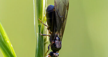 Black Soldier Fly Meadow SW201