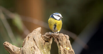 Blue tit BW12