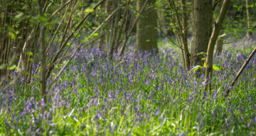Bluebells BW4