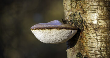 Bracket Fungus Thirndon