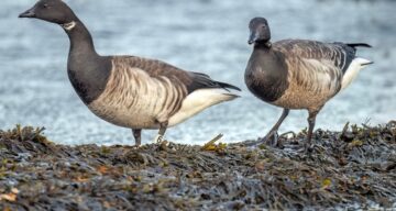 Brent Geese