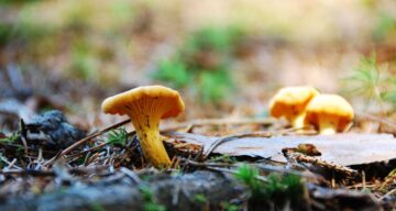 Chanterelle