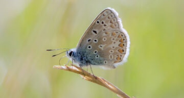 Common Blue Buttefly Sidelit 6x4 Meadow ET SW497 1