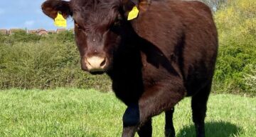Cow close up hadleigh spring 23