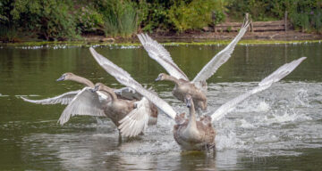 Cygnet Flit School BW2